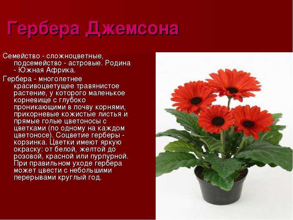 Гербера: фото, уход за герберой в домашних условиях