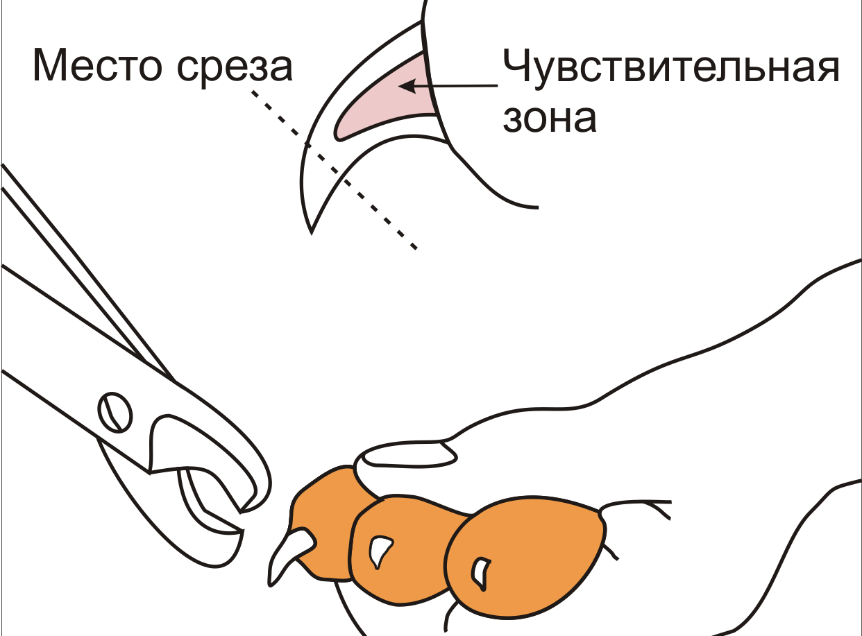 Как стричь когти кролику декоративному