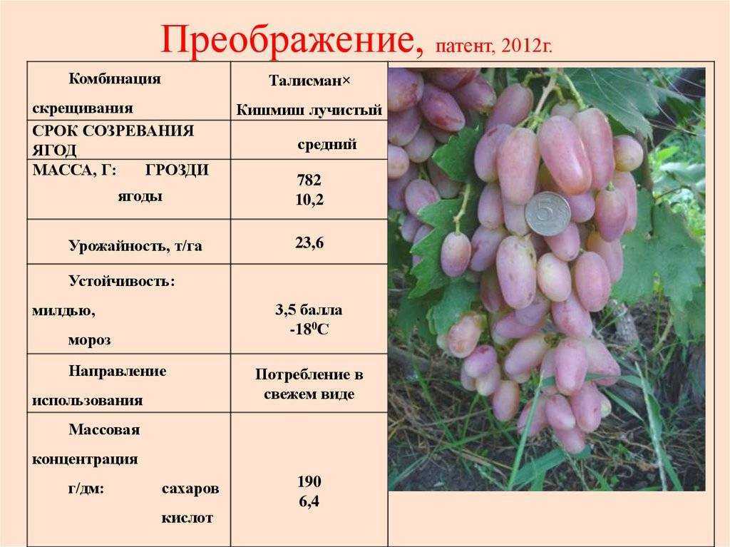 Виноград тукай: описание сорта с характеристикой и отзывами, особенности посадки и выращивания, фото