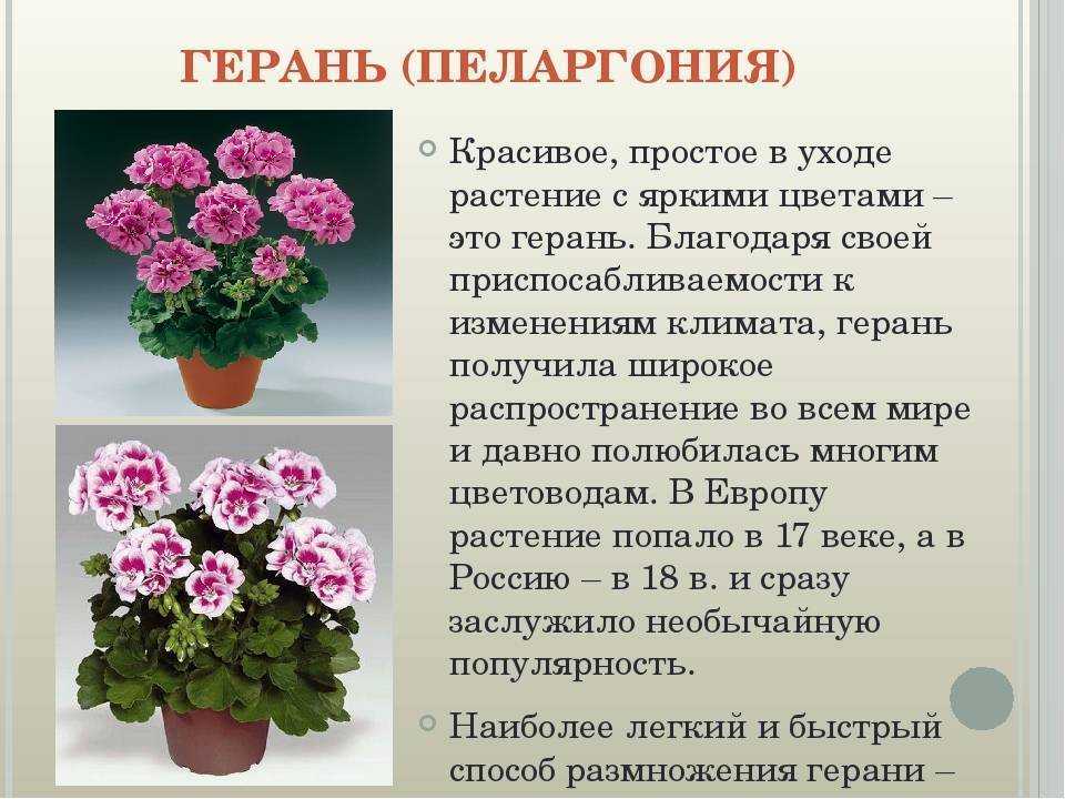 Пеларгония: виды и сорта на supersadovnik.ru