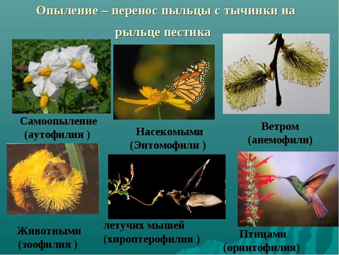 Описание сорта груши москвичка