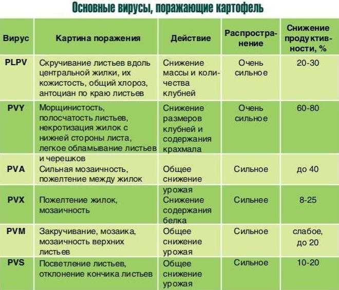 Редис сора: подробная характеристика и описание сорта, особенности выращивания семенами, сбора и хранения урожая, а также список болезней и вредителей русский фермер