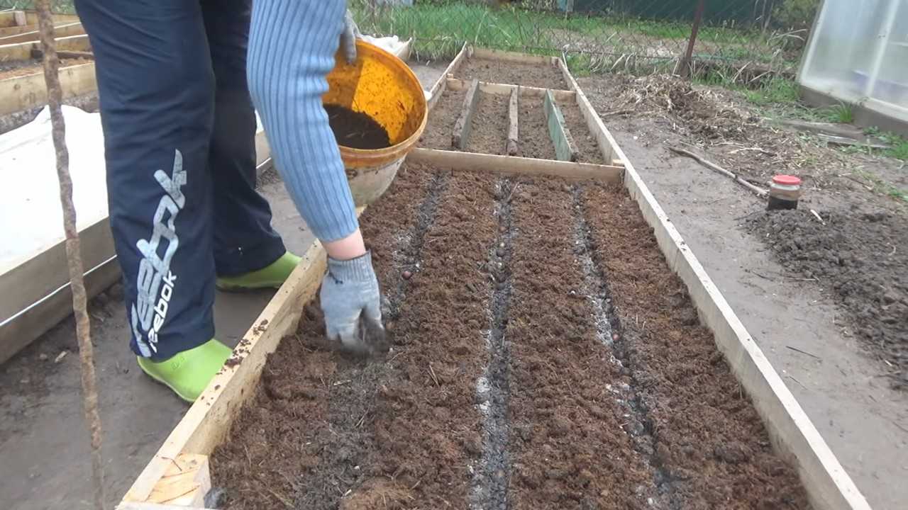 Посадка лука севка весной в открытый грунт: сроки, схемы