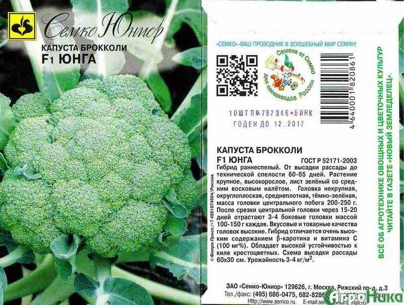 Выращивание капусты брокколи: советы начинающим огородникам