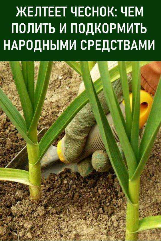 Подкормка чеснока