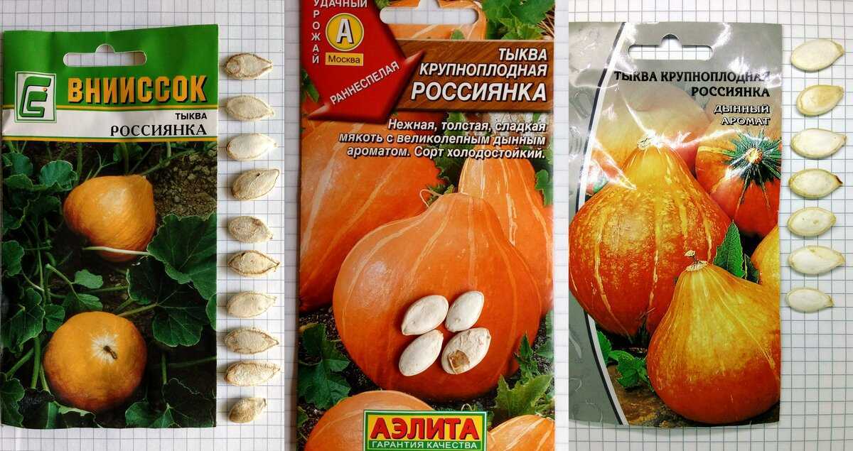 Тыква россиянка: описание и фото