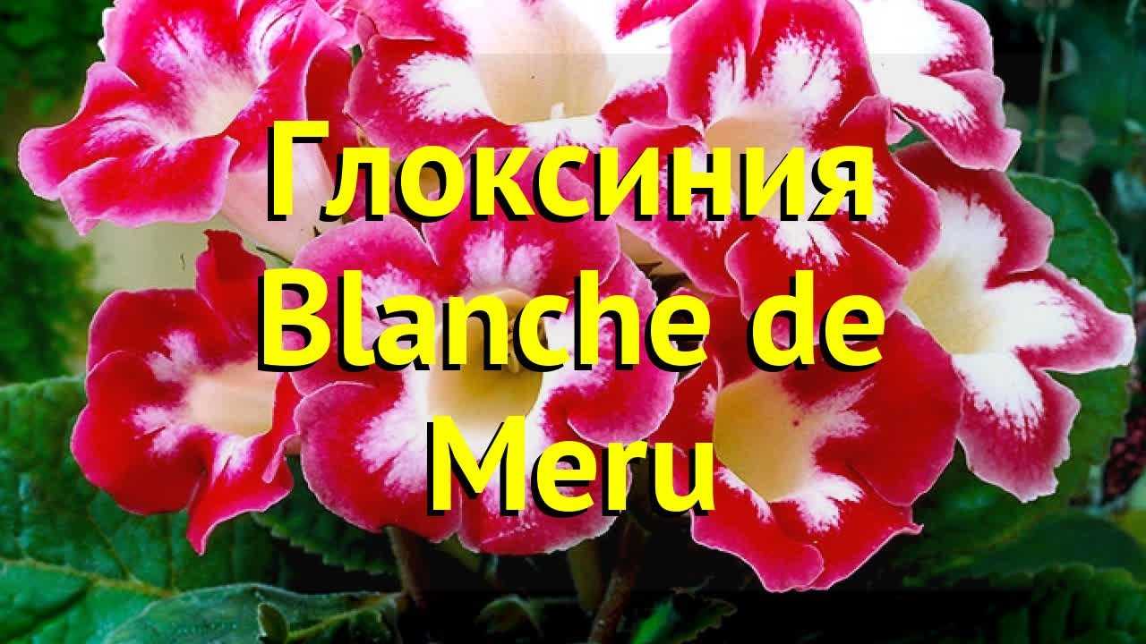 Глоксиния (синнингия) — уход и выращивание в домашних условиях, виды растения с фото