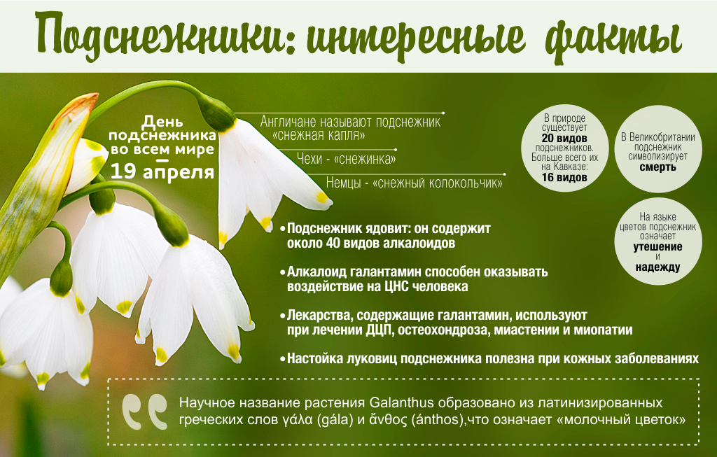 Томат подснежник: характеристика и описание сорта, отзывы тех кто сажал помидоры в открытом грунте об их урожайности, фото семян | сортовед
