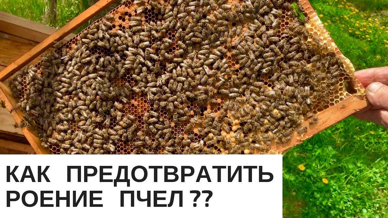 Как вывести пчел из роевого состояния: варианты, предотвращение