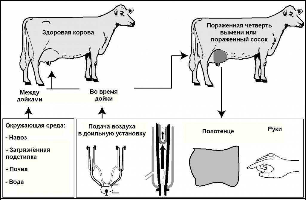 Как запустить корову?