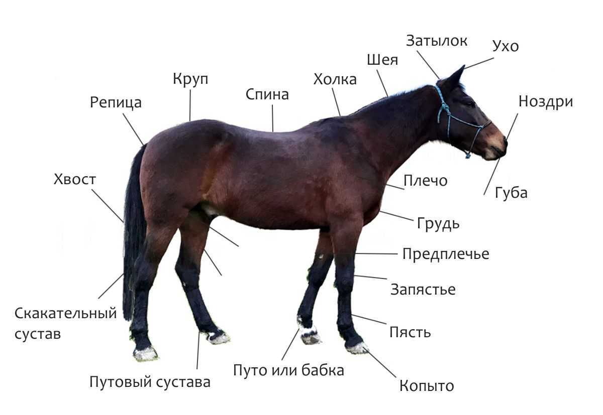 Части тела лошади: холка, спина, поясница, круп, грудная клетка, копыта, бабки и передние конечности