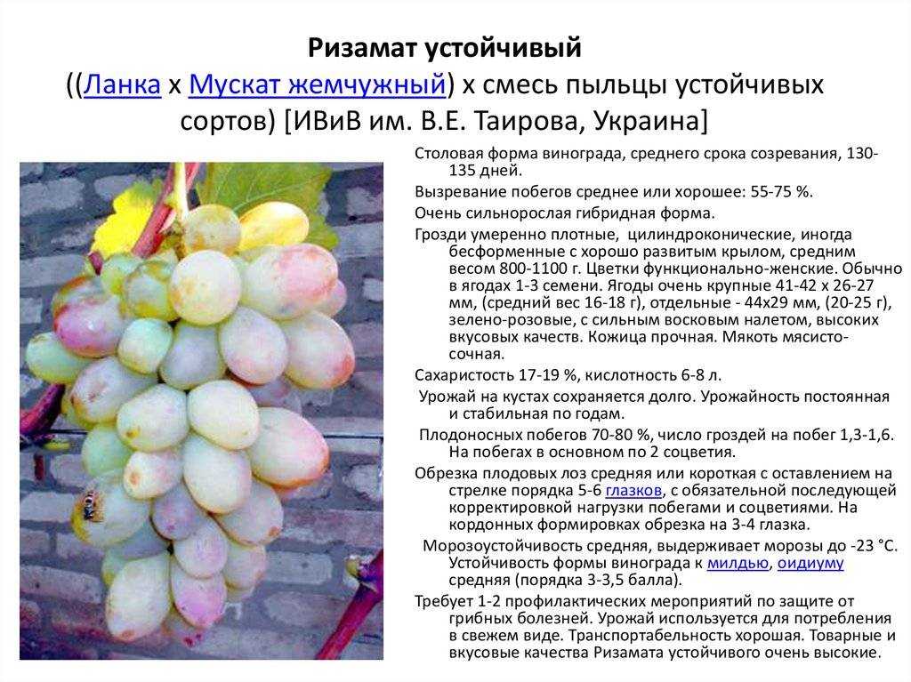 Сорт винограда кристалл: описание, уход, посадка