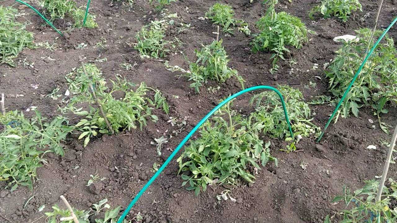 Как окучивать и пасынковать помидоры и нужно ли это делать