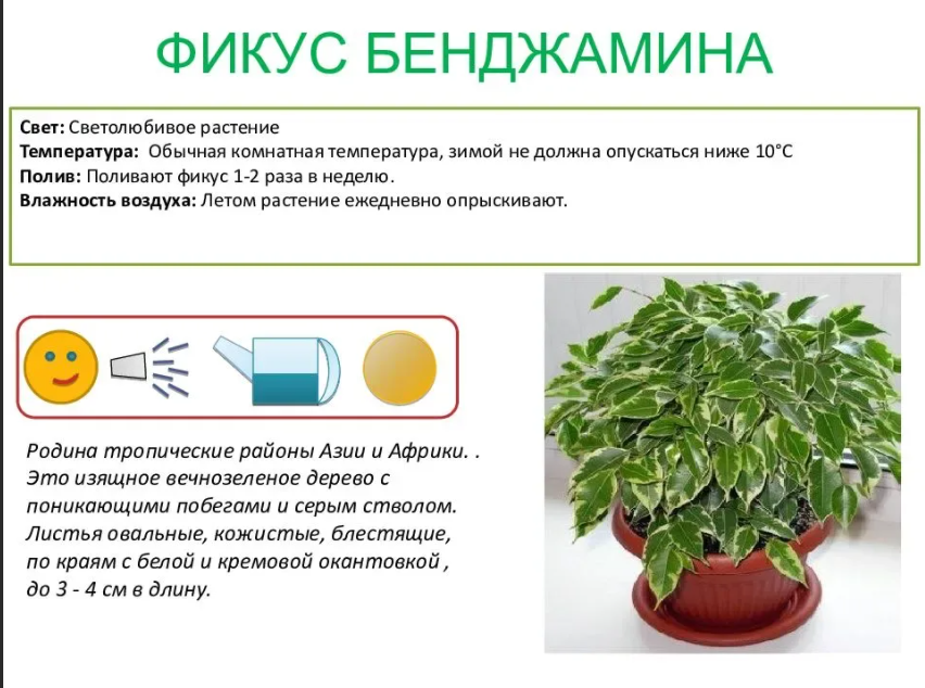 Фиолетовый цветок. цветок с фиолетовыми листьями. фиолетовые цветы: названия, фото :: syl.ru
