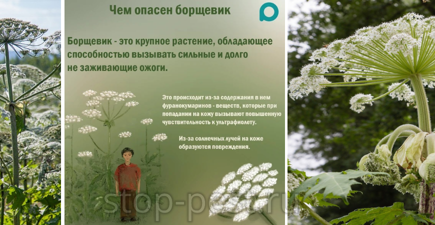 Борщевик: описание ядовитого сорняка, как с ним бороться