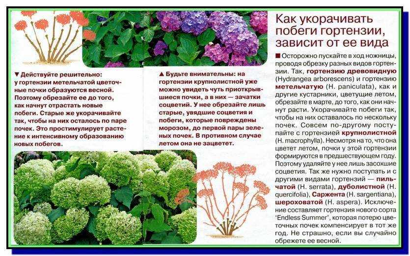 Как посадить розовую гортензию в саду: как ухаживать, условия для цветения