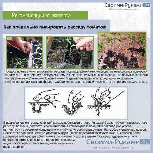 Рассада томатов вытянулась, что делать, как остановить, видео, советы