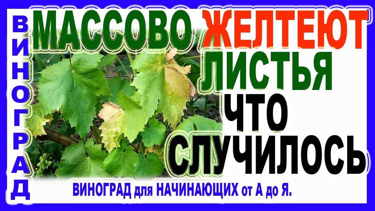 Желтеют и сохнут листья у винограда: что делать, почему бывают желтые пятна