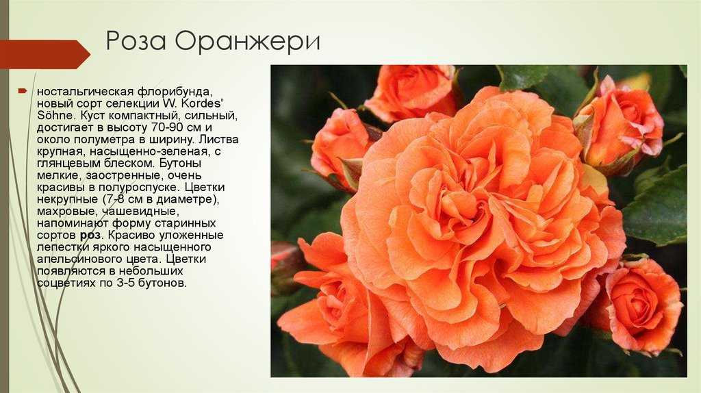 О сортах розы кордес: описание и характеристики, выращивание в подмосковье