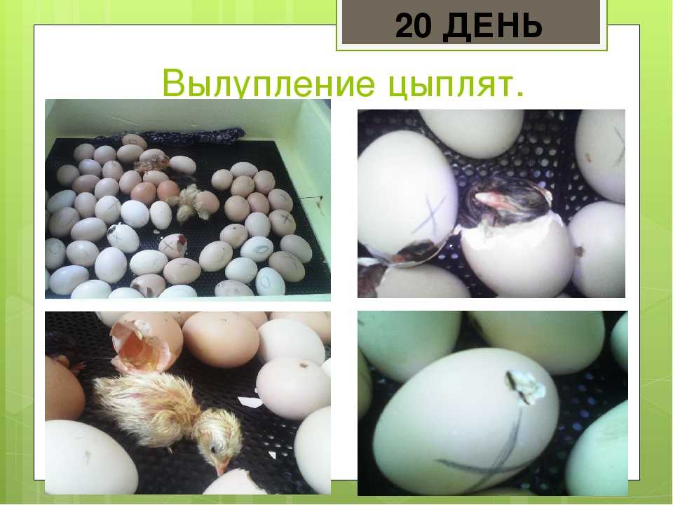 Инкубация куриных яиц в домашних условиях: температура и влажность в инкубаторе (таблица)