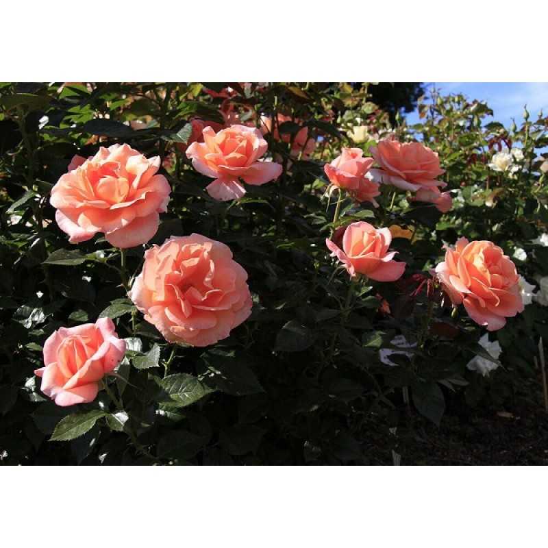 ✅ о розе rene goscinny: описание и характеристики сорта, уход и выращивание - tehnomir32.ru