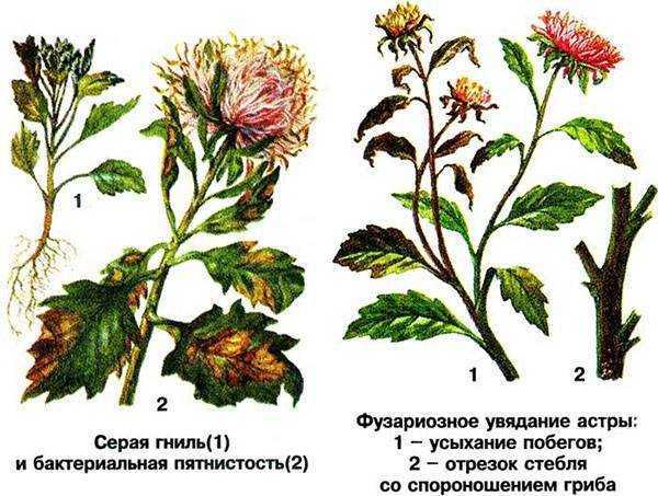 Основные болезни астр симтомы недугов профилактические меры