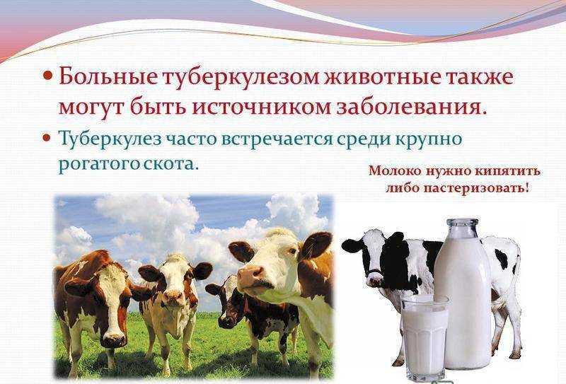 Тб (туберкулез крупного рогатого скота)