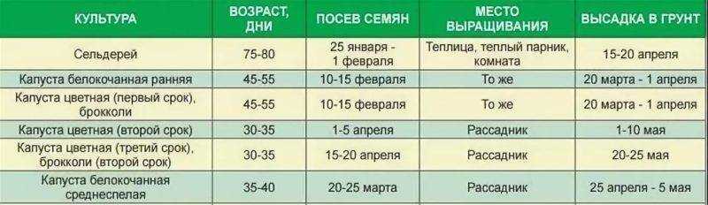 Когда высаживать капусту в открытый грунт в сибири весной рассадой, в какой срок можно сеять семена, и описание лучших сортов, в том числе сибирячки, и выращивание