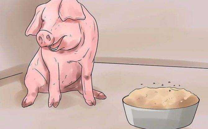 Свиньи не встают на задние ноги диагноз и лечение