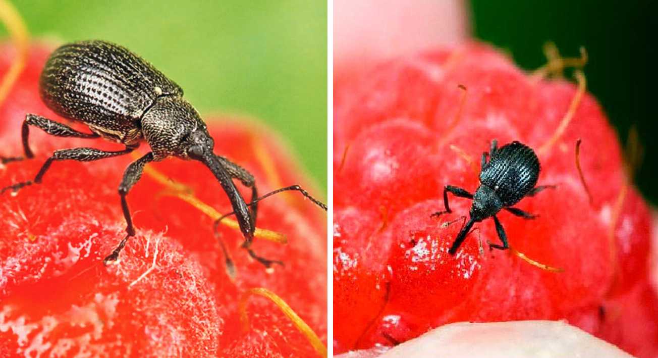 Вредители малины: описание с фото, признаки появления и методы борьбы