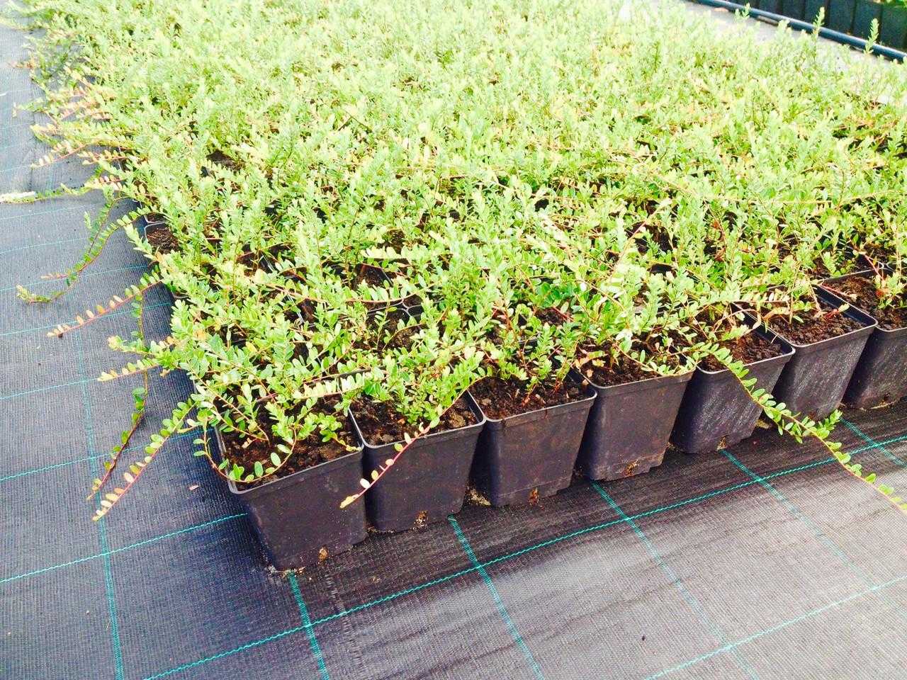 Выращивание клюквы на дачных и садовых участках — floraprice.ru