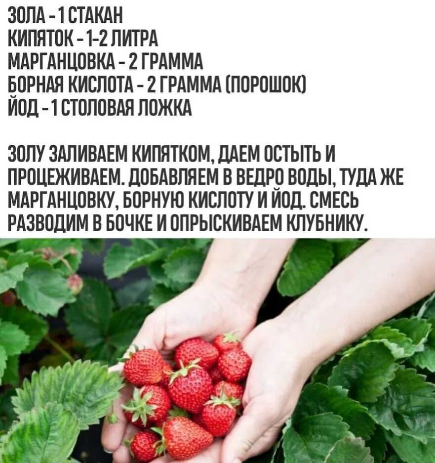 Подкормка клубники и земляники весной для большого урожая