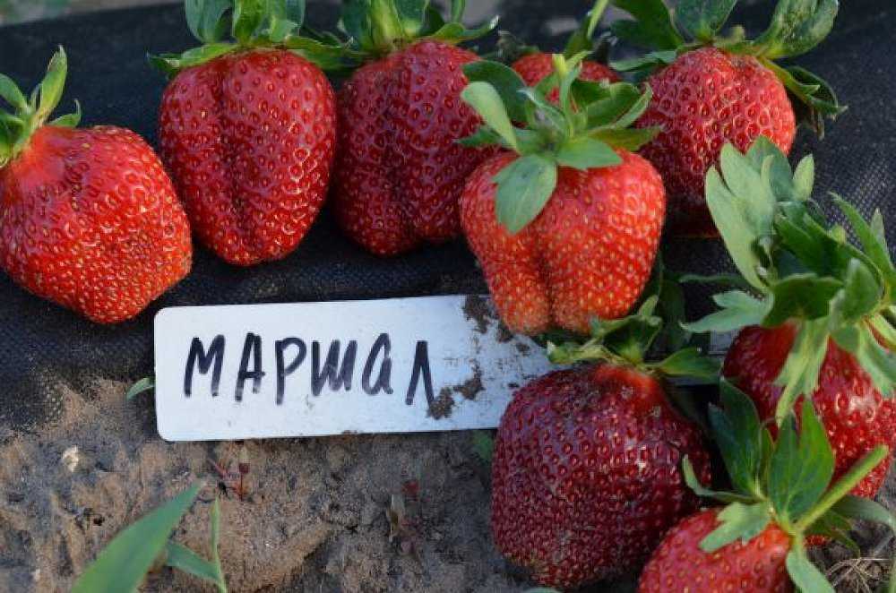 Клубника сорта хоней — регионы для выращивания, сбор и хранение урожая, подкормка, плюсы и минусы, фото и отзывы садоводов