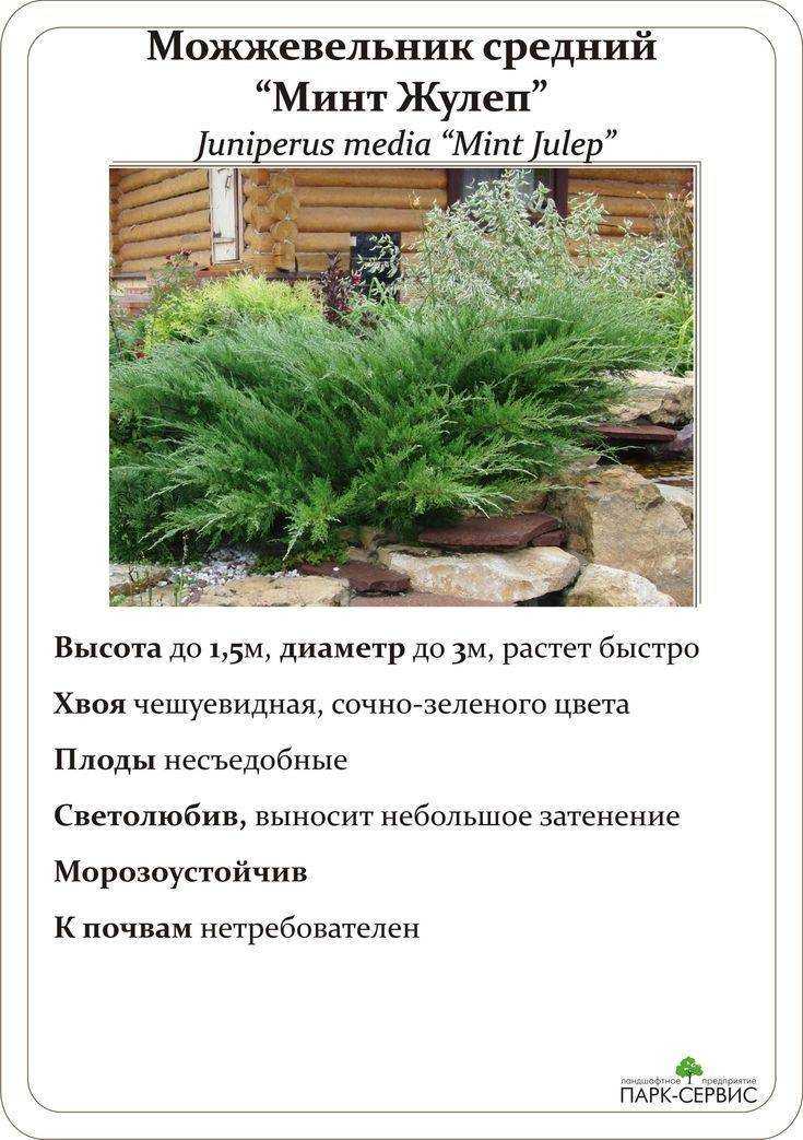 О можжевельнике Минт Джулеп: описание сорта, как посадить и ухаживать