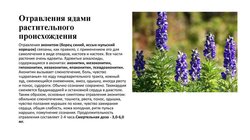 Аконит волчий, клобучковый, кархимеля, джунгарский, вьющийся, посадка и уход в открытом грунте, видео