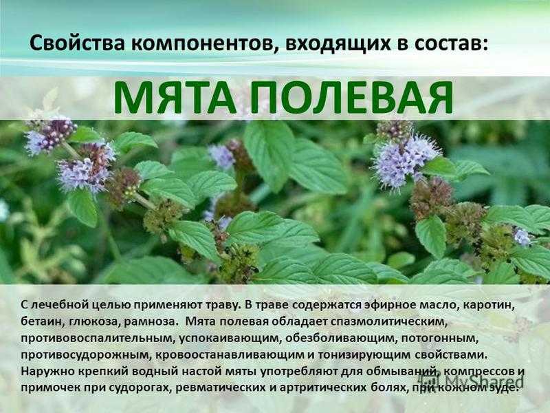 Что полезнее мята или мелисса?
