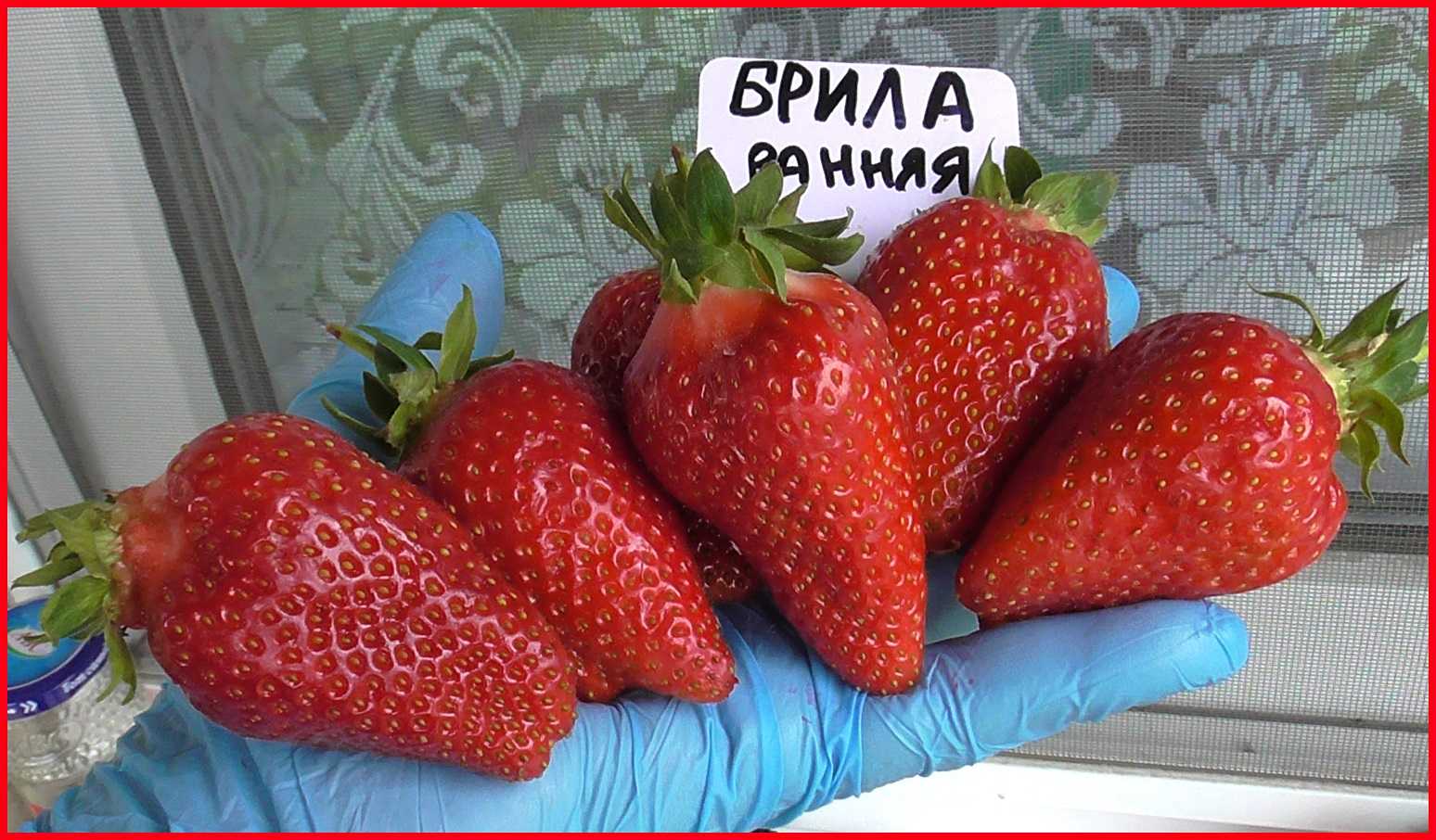 Сорт клубники альба – особенности, выращивание и уход