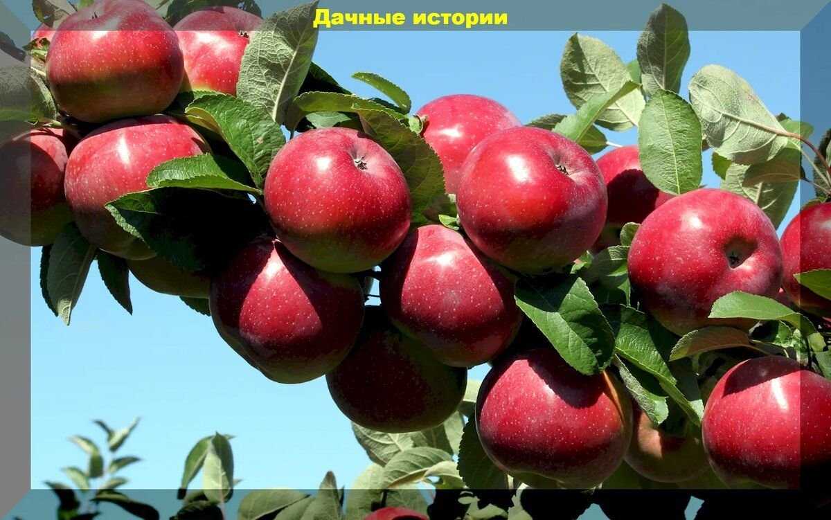 Прекрасная яблоня анис: свердловский, алый, полосатый
