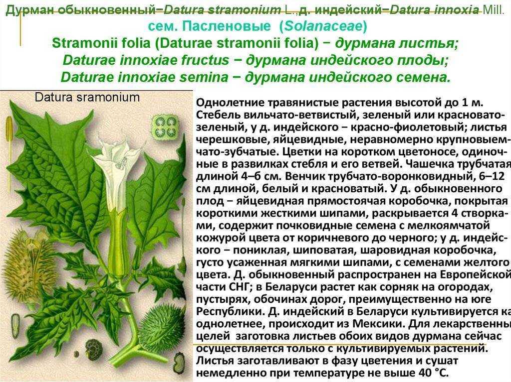 О траве дурман: как выглядит, где растет, свойства, сфера использования