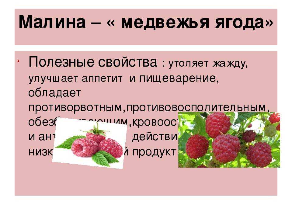 Малина: калорийность, состав, полезные свойства ягод, листьев и корня