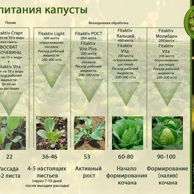 Правильно выращиваем хорошую цветную капусту