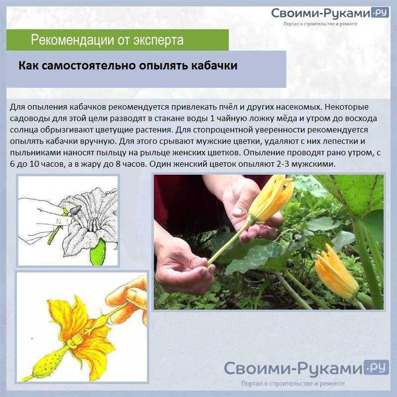 Об опылении огурцов в домашних условиях и теплице (искусственно, вручную)