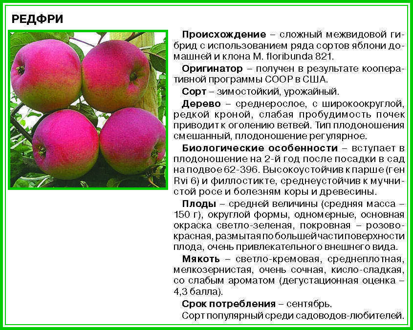 Картофель «метеор»: фото, описание сорта, посадка и уход