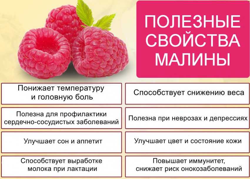 Малина - полезные свойства и противопоказания для человека. применение в народной медицине.