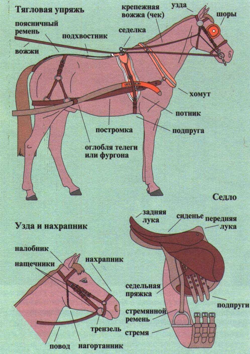 Запряженная лошадь: как правильно запрячь коня в сани и телегу?