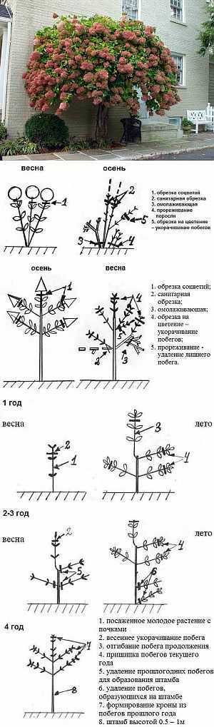 Гортензия на штамбе: что это значит, как вырастить, посада и уход, формирование штамбы, фото
