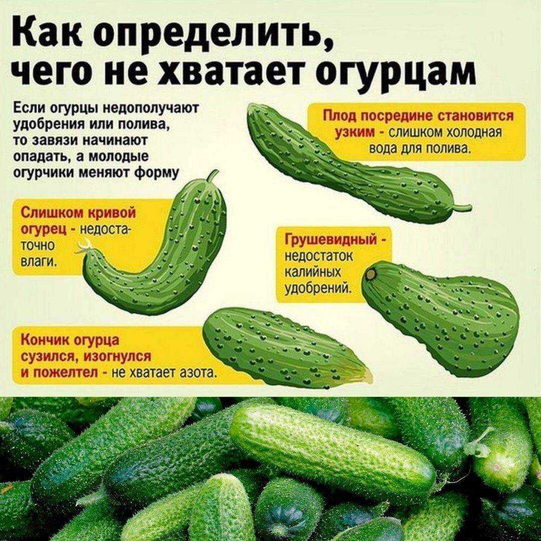 Нехватка микроэлементов у огурцов: как определить по листьям чего не хватает