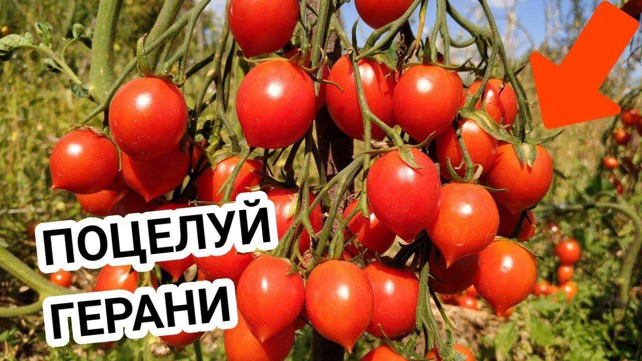 Томат поцелуй герани: описание сорта, отзывы (25), фото, урожайность | tomatland.ru