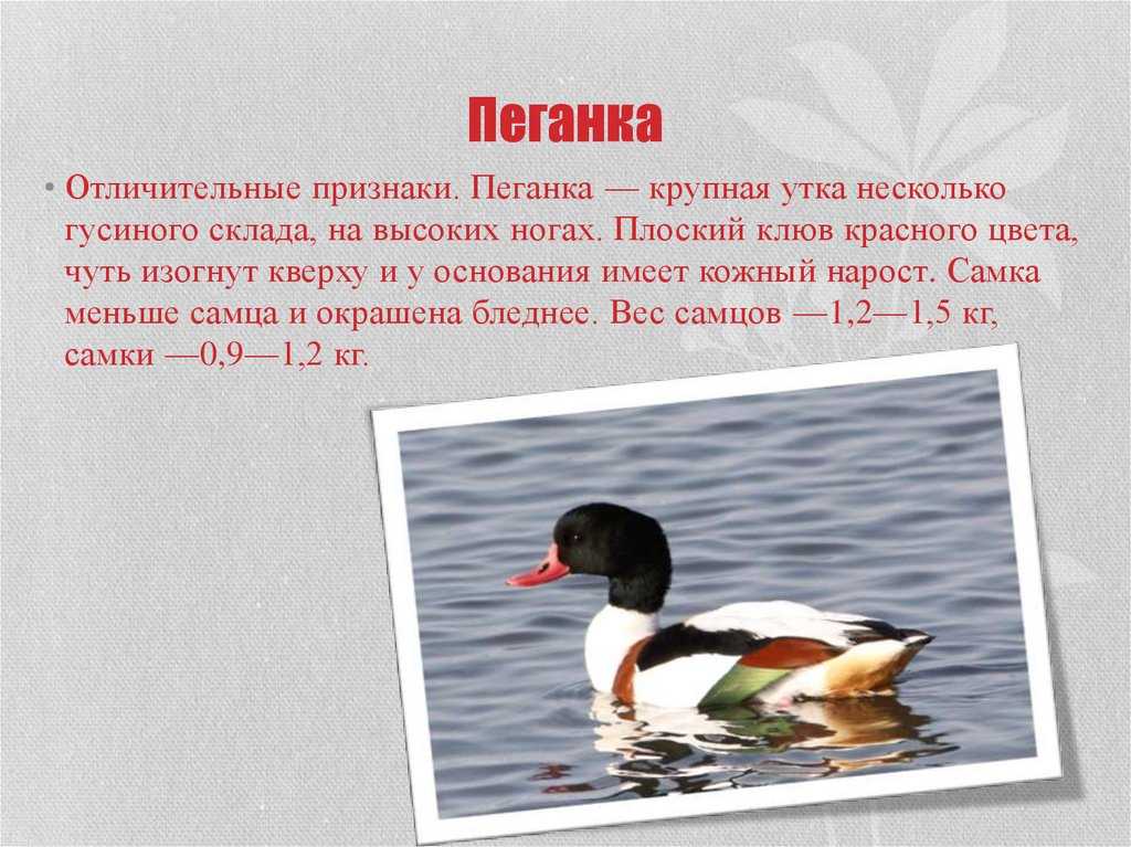 Пеганка — описание, среда обитания, интересные факты