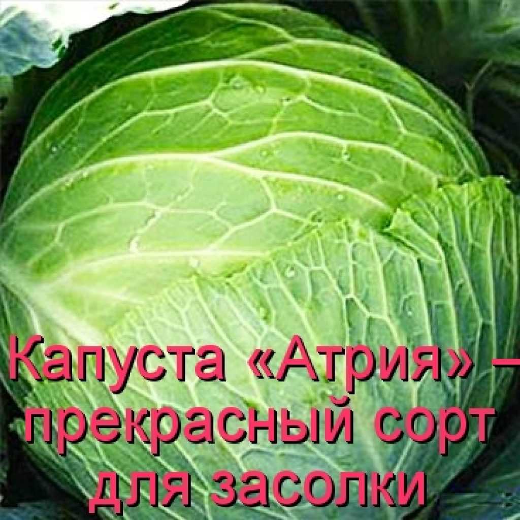 Капуста сорта атрия, или та, которая подарит отменный урожай